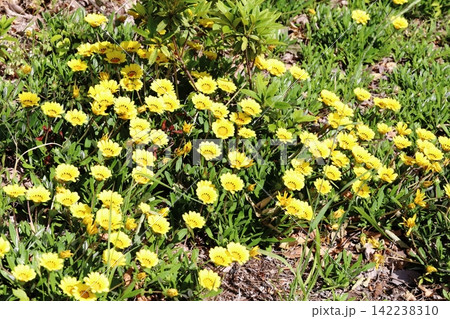 春の公園に咲く黄色いガザニアの花 春の公園に咲く黄色いガザニアの花 142238310