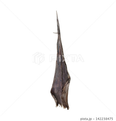 Long pointed dried brown palm leaf sheath spathe isolated on white background organic natural texture for rustic designs 142238475