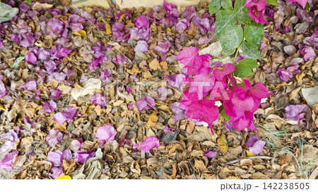 Pink flowers and dry brown autumn leaves on ground stock photo, beautiful natural garden floor leaf clutter texture view Pink flowers and dry brown autumn leaves on ground stock photo, beautiful natural garden floor leaf clutter texture view 142238505
