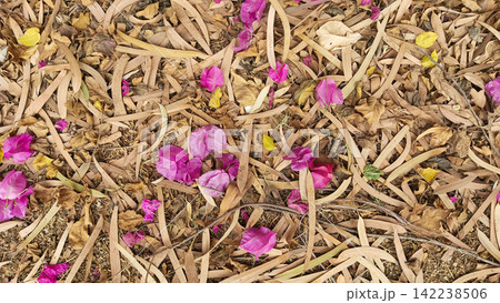 Overhead texture of dry leaves and pink flower petals stock photo, natural forest ground foliage cover abstract background 142238506