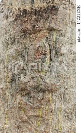 Damaged tree bark showing inner fibrous trunk texture stock photo, natural weathered wood grain surface macro view photo Damaged tree bark showing inner fibrous trunk texture stock photo, natural weathered wood grain surface macro view photo 142238530