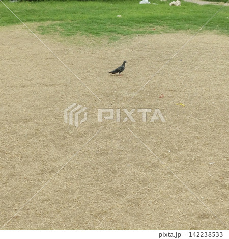 Black pigeon bird standing on dry grass park lawn stock photo, solitary outdoor urban wildlife animal close up view Black pigeon bird standing on dry grass park lawn stock photo, solitary outdoor urban wildlife animal close up view 142238533