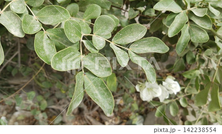 Dusty green foliage leaves branch with white flower stock photo, botanical garden floral plant background close up view 142238554