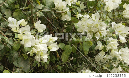 Dense white bougainvillea bush covered in blossoms stock photo, lush garden flowering hedge background landscape view 142238556