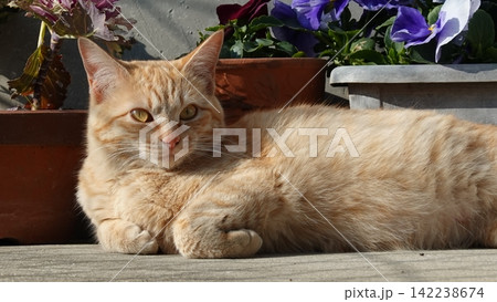 かわいい野良猫 かわいい野良猫 142238674