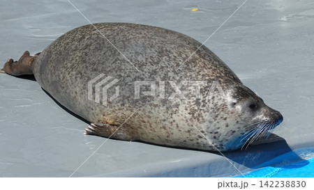 かわいいアザラシ かわいいアザラシ 142238830