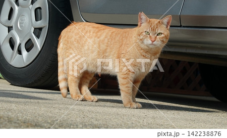 かわいい野良猫 かわいい野良猫 142238876