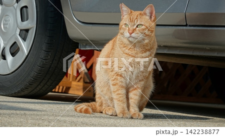 かわいい野良猫 かわいい野良猫 142238877