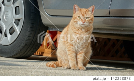 かわいい野良猫 かわいい野良猫 142238878