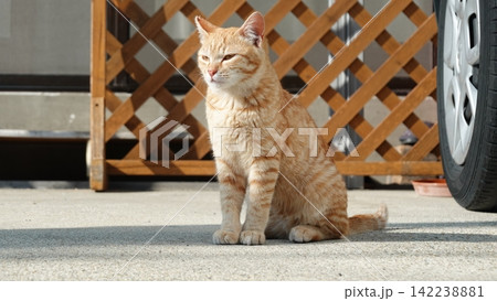 かわいい野良猫 かわいい野良猫 142238881