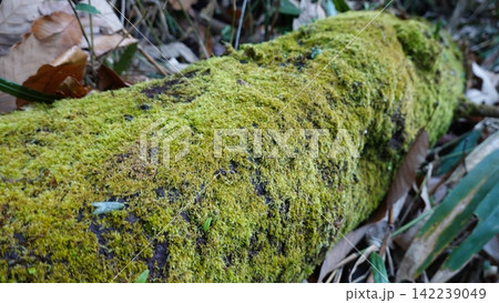 苔に覆われた倒木 苔に覆われた倒木 142239049