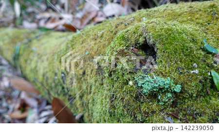 苔に覆われた倒木 苔に覆われた倒木 142239050