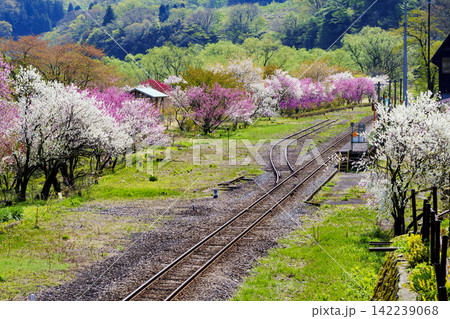 花桃の花が咲き桃源郷と化した越美北線勝原駅 花桃の花が咲き桃源郷と化した越美北線勝原駅 142239068