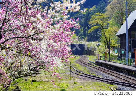 花桃の花が咲き桃源郷と化した越美北線勝原駅 花桃の花が咲き桃源郷と化した越美北線勝原駅 142239069