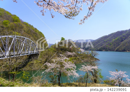 桜咲く九頭竜湖 桜咲く九頭竜湖 142239091