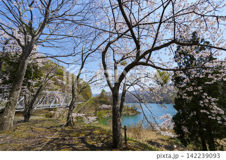 桜咲く九頭竜湖 桜咲く九頭竜湖 142239093