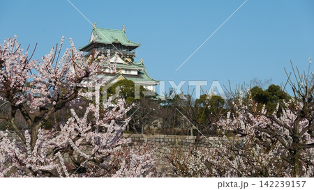日本の城郭と梅の花 142239157