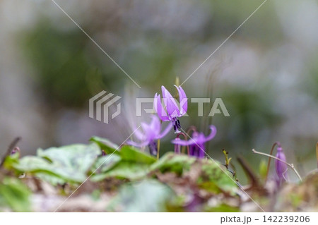 里山の春を象徴するカタクリの花が咲く森 里山の春を象徴するカタクリの花が咲く森 142239206