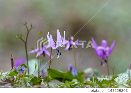 里山の春を象徴するカタクリの花が咲く森 里山の春を象徴するカタクリの花が咲く森 142239208