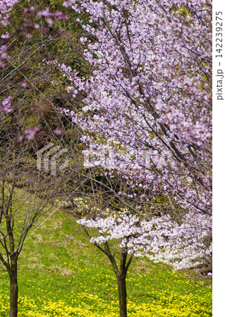 桜が満開となった丘 桜が満開となった丘 142239275