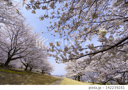 桜が満開となった丘 142239281