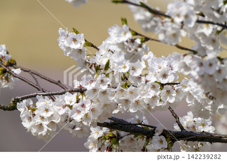 桜が満開となった丘 桜が満開となった丘 142239282
