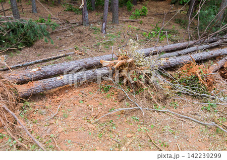 Trees have fallen left behind uprooted roots in forest area after strong storm caused damage. 142239299