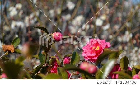 ツバキの花 142239436