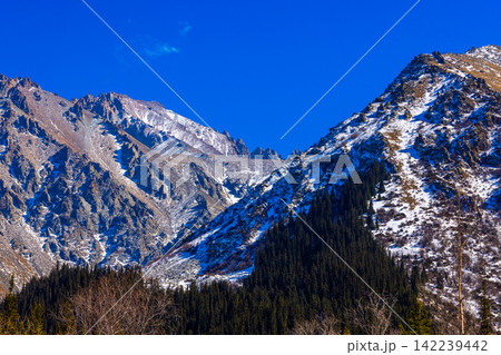 Dramatic Snow-Capped Mountains and Coniferous Forest in Kyrgyzstan 142239442