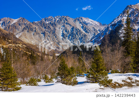 Snow-capped Mountains and Pine Forest in Kyrgyzstan 142239443