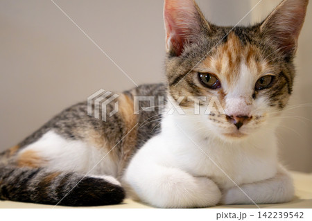室内でくつろぐ三毛猫とコピースペース 室内でくつろぐ三毛猫とコピースペース 142239542