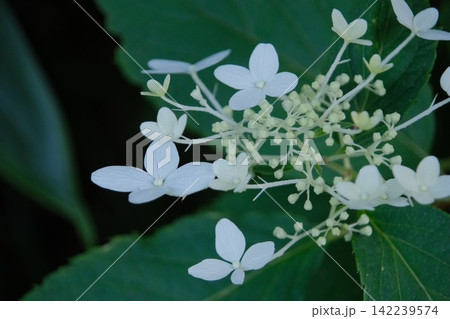 暗い背景に浮かび上がる可憐なノリウツギの花と繊細な蕾 暗い背景に浮かび上がる可憐なノリウツギの花と繊細な蕾 142239574