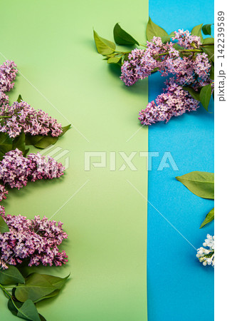 delicate lilac blossoms with colorful pastel backdrop delicate lilac blossoms with colorful pastel backdrop 142239589