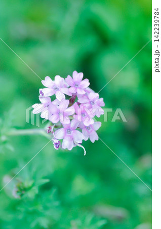 Glandularia gooddingii or Goodding Verbena, Gooding Verbena or Verbena lilacina De la Mina or Verbena Polaris or VERBENACEAE or Garden verbena Glandularia gooddingii or Goodding Verbena, Gooding Verbena or Verbena lilacina De la Mina or Verbena Polaris or VERBENACEAE or Garden verbena 142239784