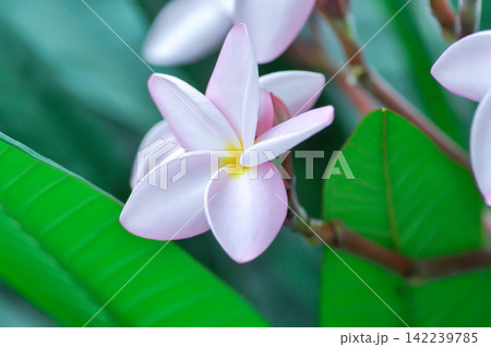 frangipani, frangipani flower or pagoda tree or temple tree with flowers or pink flower frangipani, frangipani flower or pagoda tree or temple tree with flowers or pink flower 142239785
