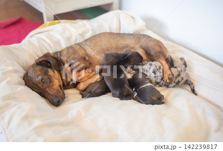 Miniature dachshund nursing newborn puppies on white dog bed Miniature dachshund nursing newborn puppies on white dog bed 142239817