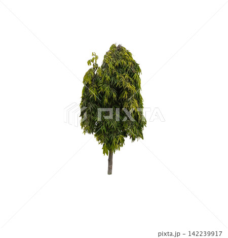 Isolated tall green leafy tree with dense foliage on white background perfect for architectural rendering and park landscape 142239917