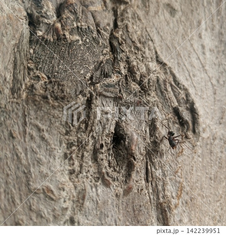 Extreme close up of a black ant crawling near small holes on a rough tree trunk surface perfect for macro nature backgrounds Extreme close up of a black ant crawling near small holes on a rough tree trunk surface perfect for macro nature backgrounds 142239951