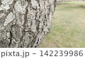 Close up side profile of rough textured bark on a thick leaning tree trunk with a blurred green grassy park field backdrop 142239986