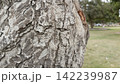 Detailed close up of light grey cracked tree bark texture on a leaning trunk ideal for raw natural organic base backgrounds 142239987