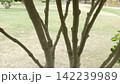 Close up of multiple smooth thin tree branches growing upwards from a single shared base over a blurred green park backdrop 142239989