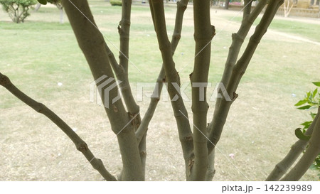 Close up of multiple smooth thin tree branches growing upwards from a single shared base over a blurred green park backdrop 142239989