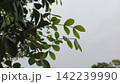 Silhouette of delicate green tree leaves curving downward against a flat overcast white grey sky perfect for calm botanicals 142239990