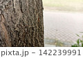 Close up profile of rough brown tree bark texture with a softly blurred paved outdoor park pathway in the bright background 142239991