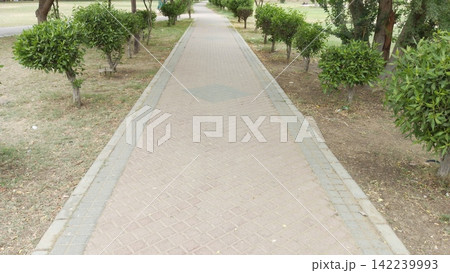 Wide shot of a long straight paved walking path bordered by trimmed small green trees in a peaceful outdoor public park area Wide shot of a long straight paved walking path bordered by trimmed small green trees in a peaceful outdoor public park area 142239993