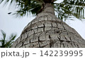 Extreme vertical angle looking up the rough textured trunk of a tall palm tree against an overcast white grey tropical sky 142239995