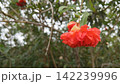 Close up of a bright red ruffled pomegranate flower blooming beautifully on a leafy green branch in an outdoor garden scene 142239996