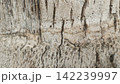 Extreme macro close up of horizontal organic ring textures and cracks on the surface of a mature palm tree trunk outdoors 142239997