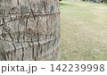 Detailed close up of a rough textured palm tree trunk showing natural horizontal banding against a blurred green park field 142239998