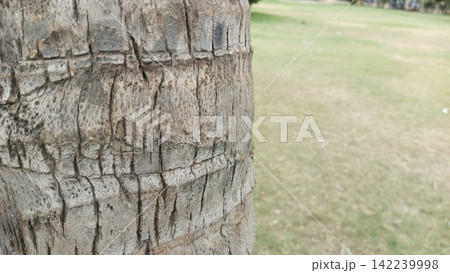 Detailed close up of a rough textured palm tree trunk showing natural horizontal banding against a blurred green park field 142239998
